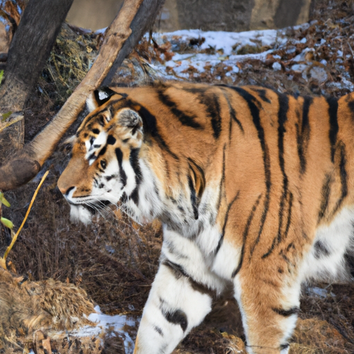 An adult tiger